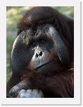 Orangutan_B (01) * BRUNO * 512 x 683 * (375KB)